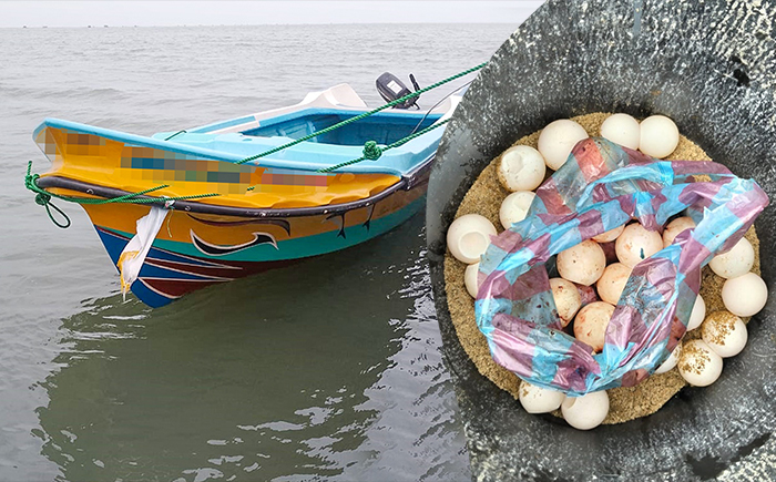 இரணைதீவில் நள்ளிரவில் அதிரடி! 1,232 கடல் அட்டைகளுடன் 10 பேர் கடற்படையிடம் சிக்கினர்!